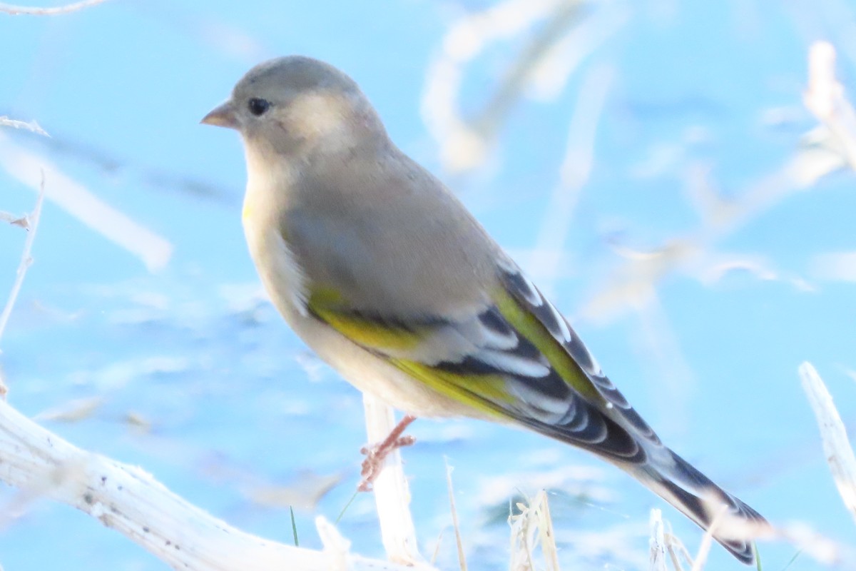 Lawrence's Goldfinch - ML381680331