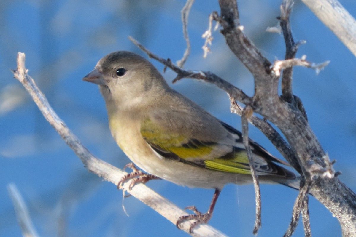 Lawrence's Goldfinch - ML381680651