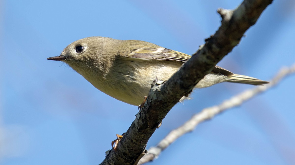 Ruby-crowned Kinglet - Erik Nielsen