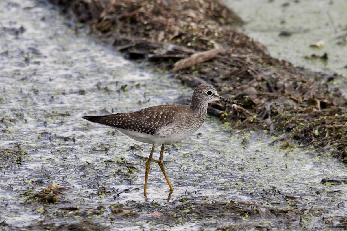 Lesser Yellowlegs - ML381681801