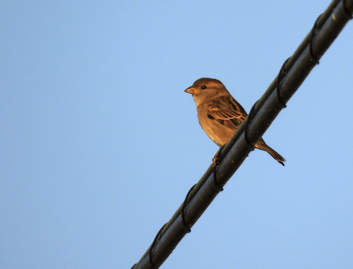 House Sparrow - ML381682961