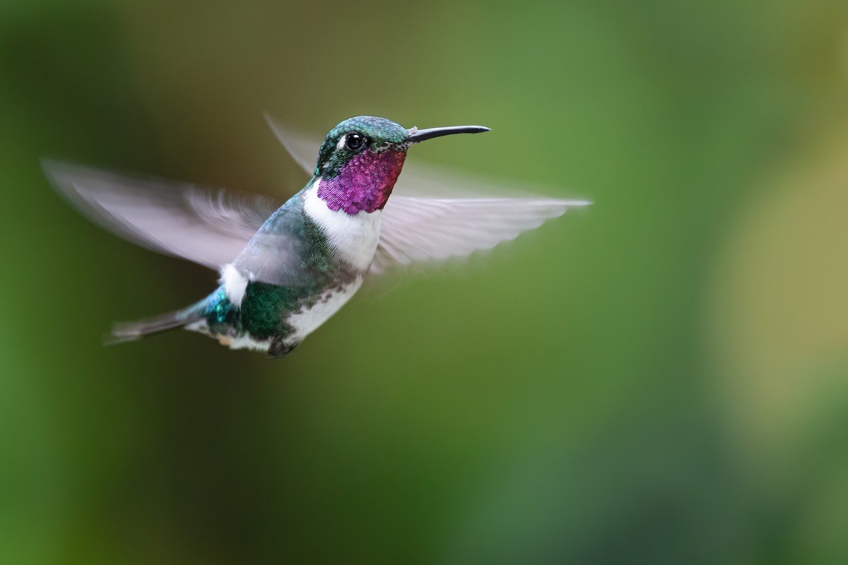 White-bellied Woodstar - ML381684601