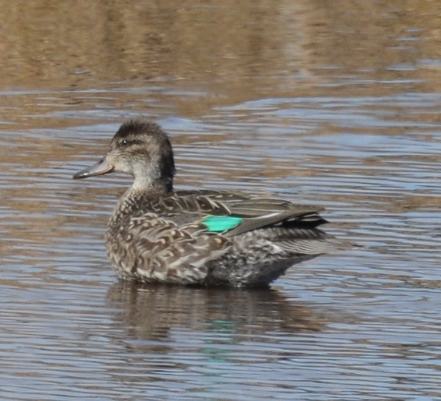 Green-winged Teal - ML38168521