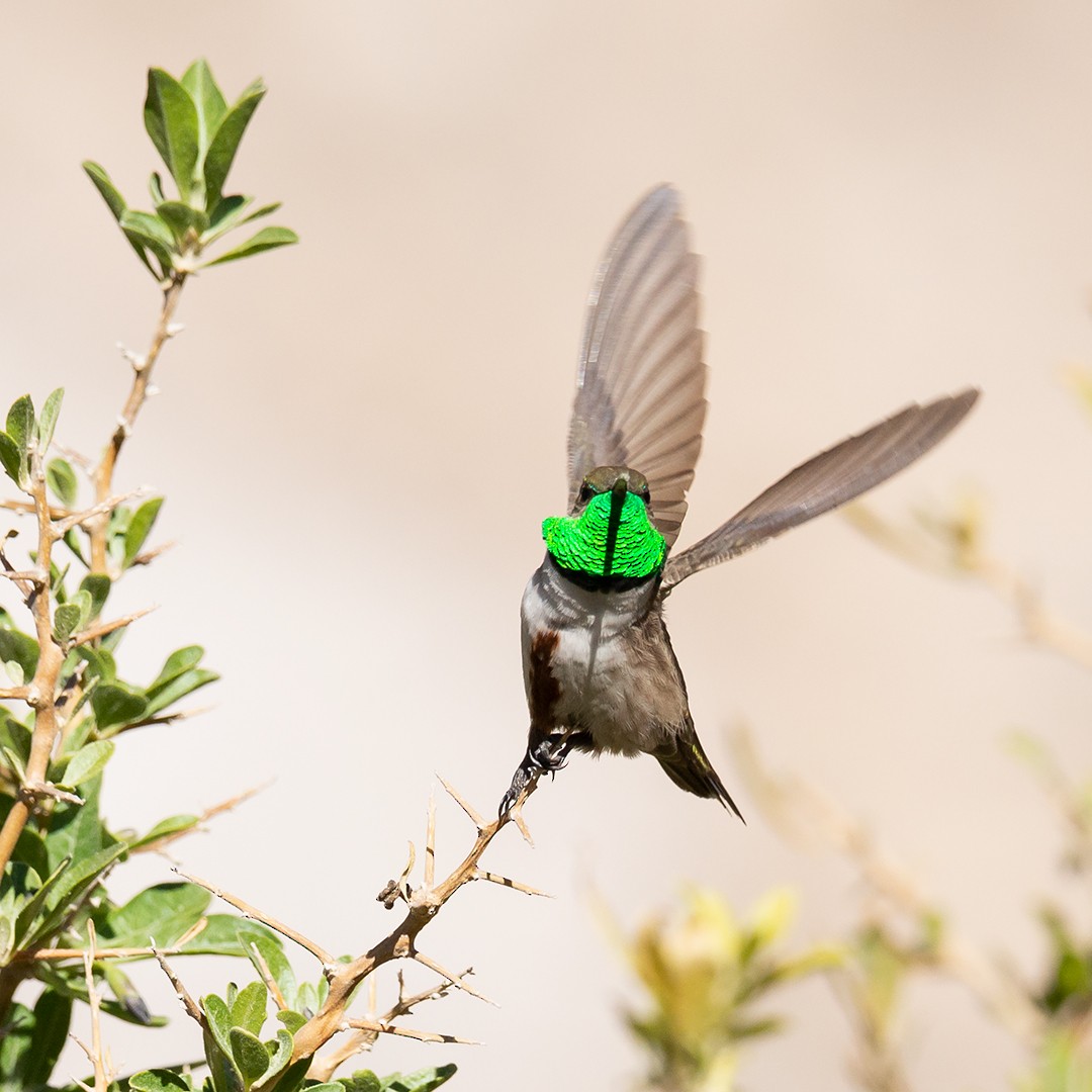 Colibrí Puneño - ML381686251