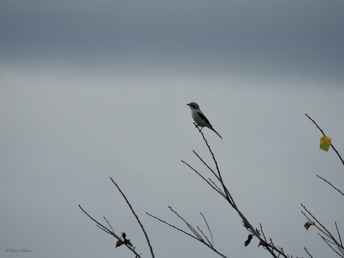 Northern Shrike - ML381686301