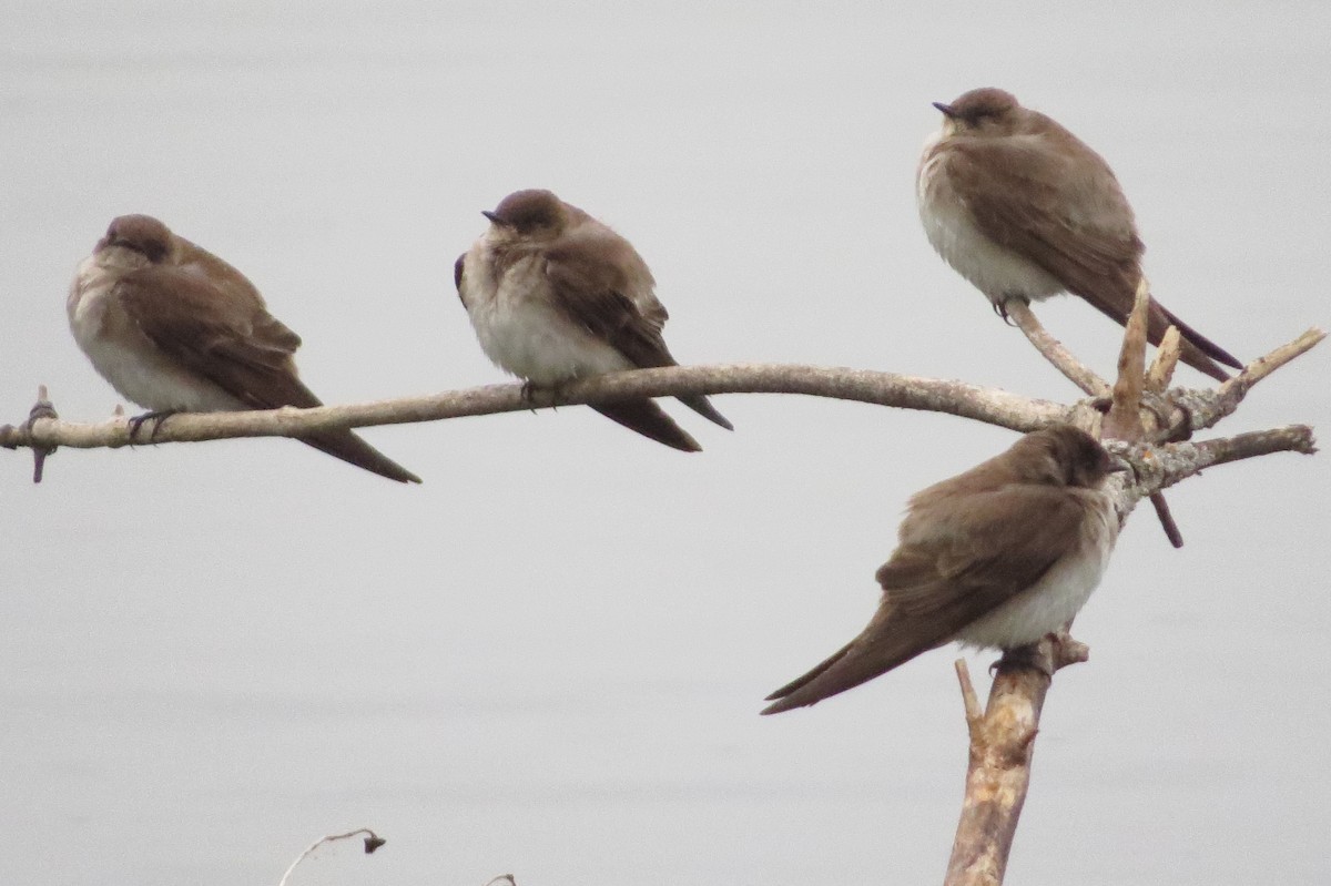 Northern Rough-winged Swallow - David and Regan Goodyear