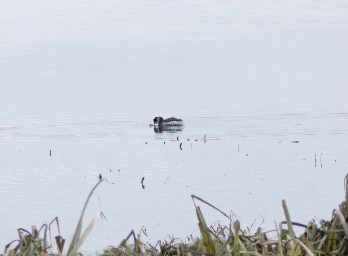 Eared Grebe - ML381688081