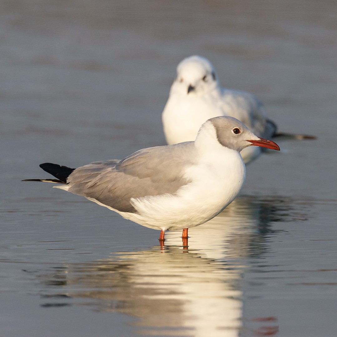 Gray-hooded Gull - ML381688121