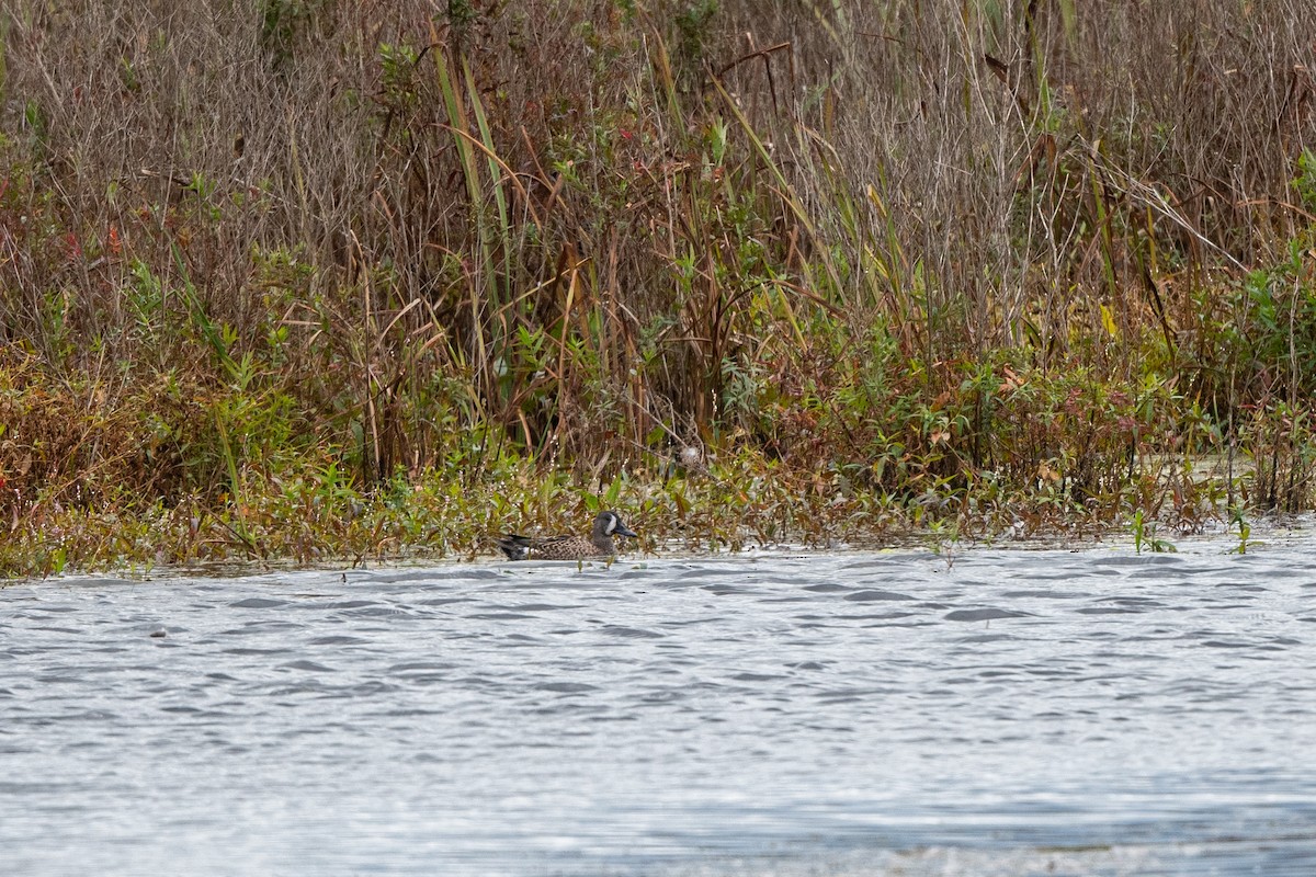 Blue-winged Teal - ML381688131