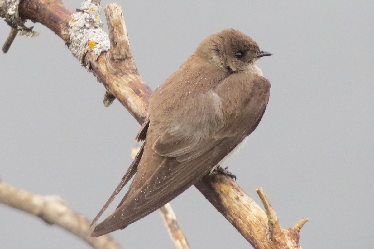 Northern Rough-winged Swallow - David and Regan Goodyear