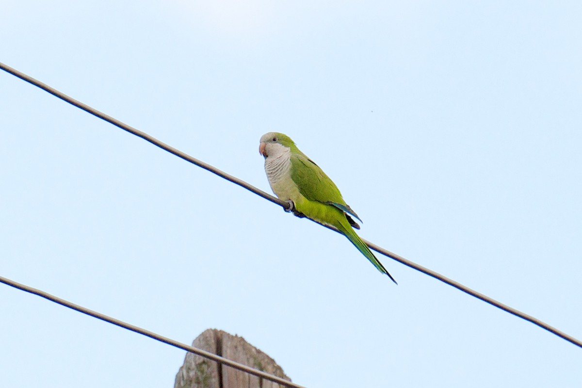 Monk Parakeet - ML38168921