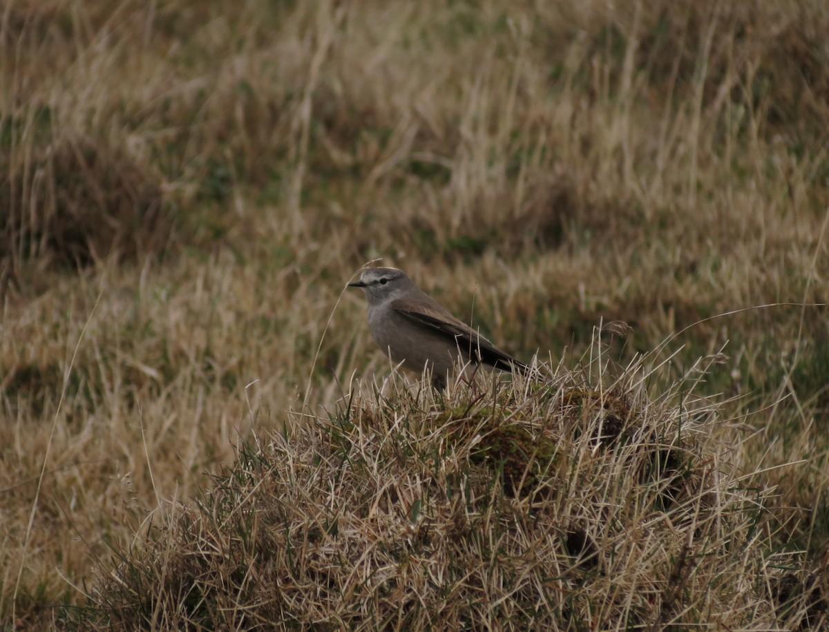 Ochre-naped Ground-Tyrant - Ralph Roberts