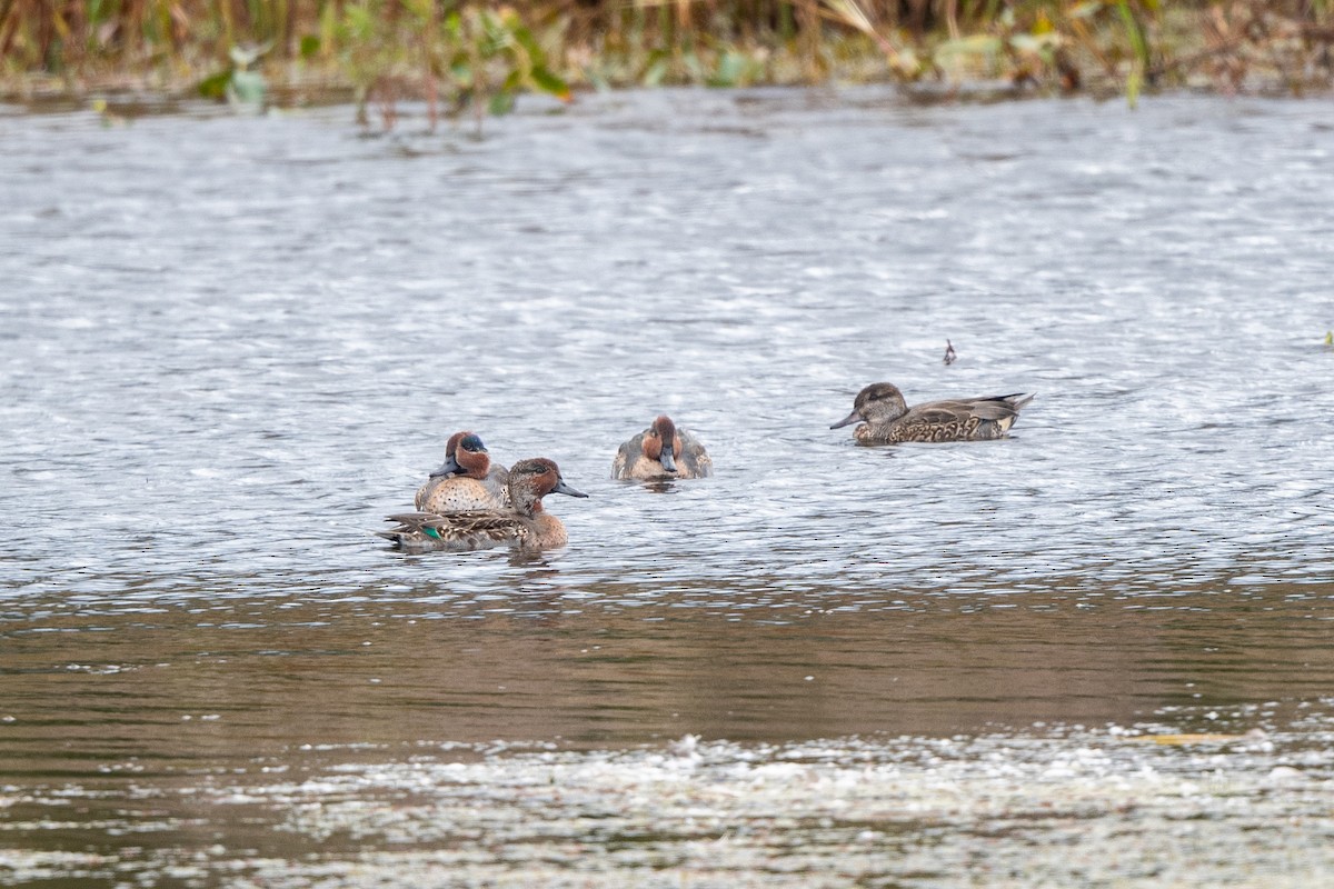Green-winged Teal - ML381689751