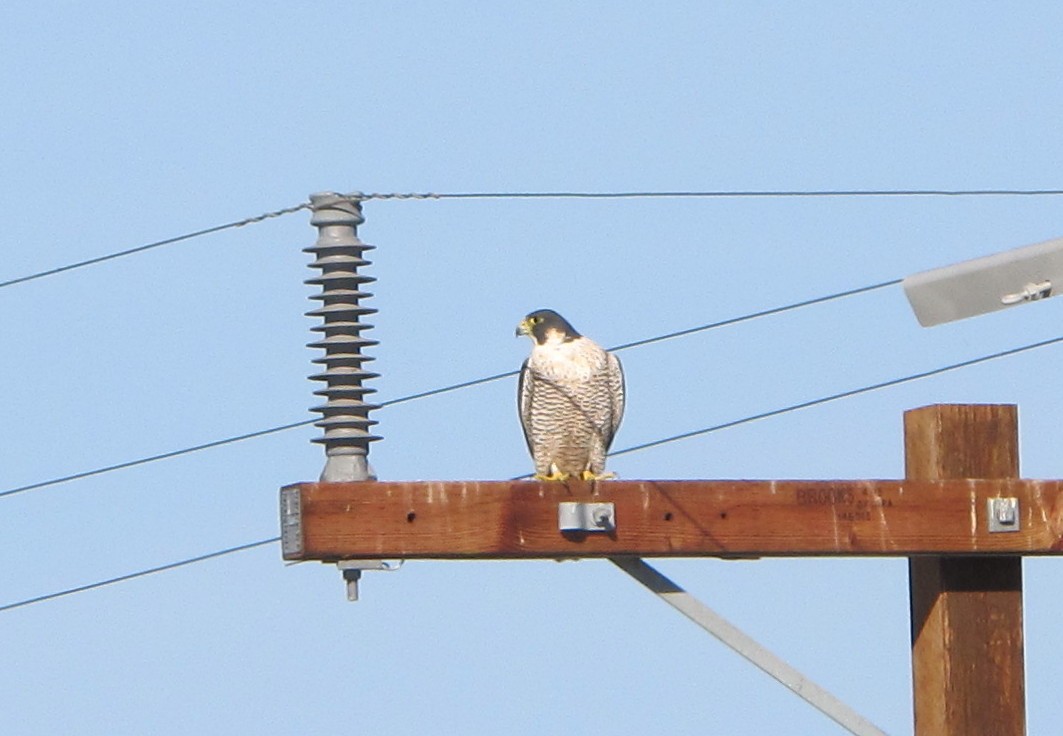 Peregrine Falcon - Paul Fenwick