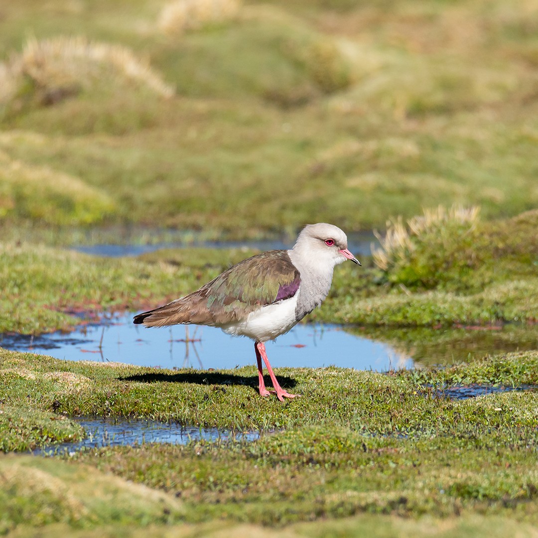 Andean Lapwing - ML381691681