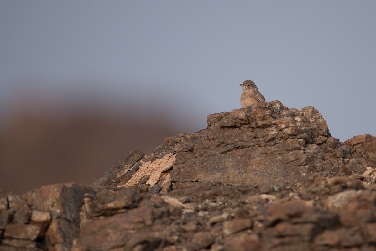Desert Lark - ML381691901