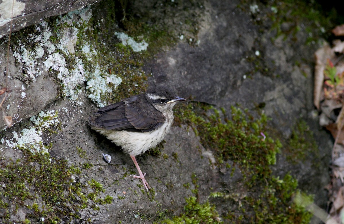 Louisiana Waterthrush - Jay McGowan