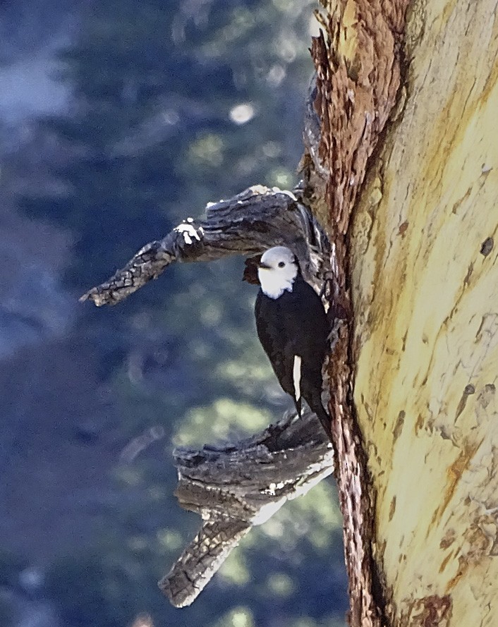 White-headed Woodpecker - Nancy Overholtz