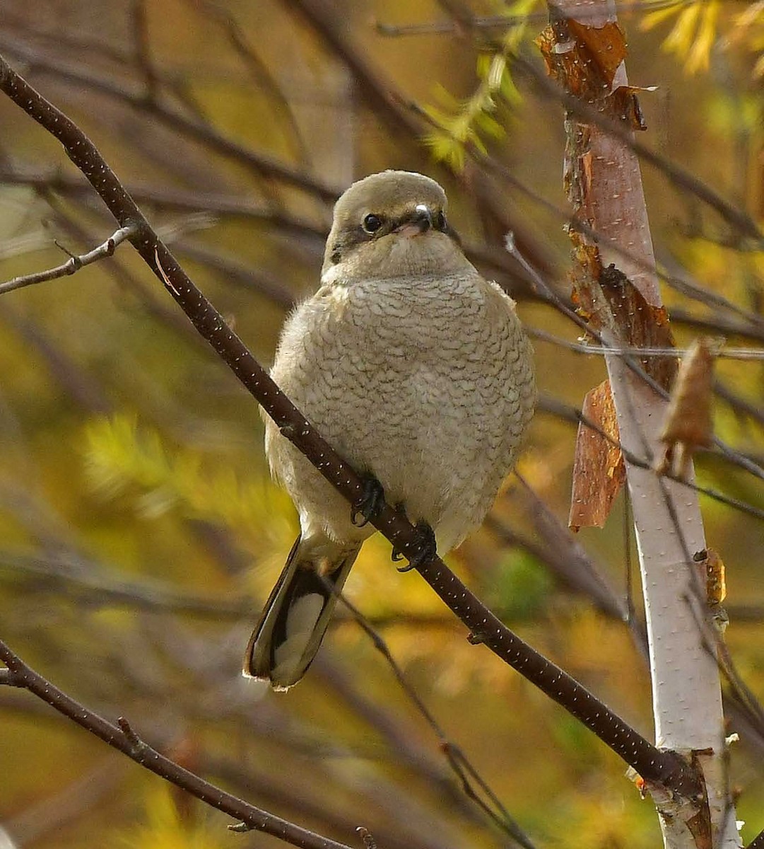 Northern Shrike - ML381699341