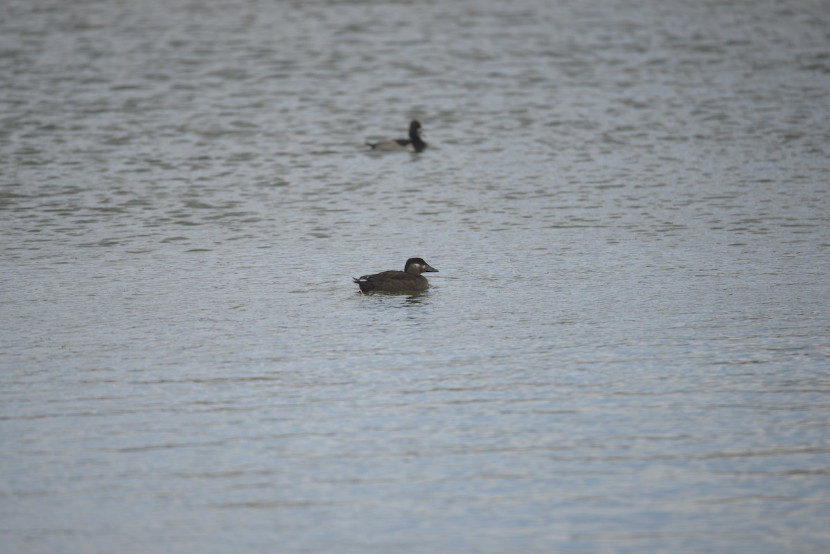 Surf Scoter - ML381700811