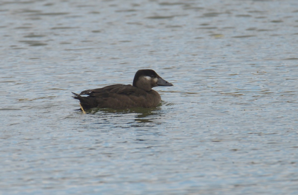 Surf Scoter - ML381701511