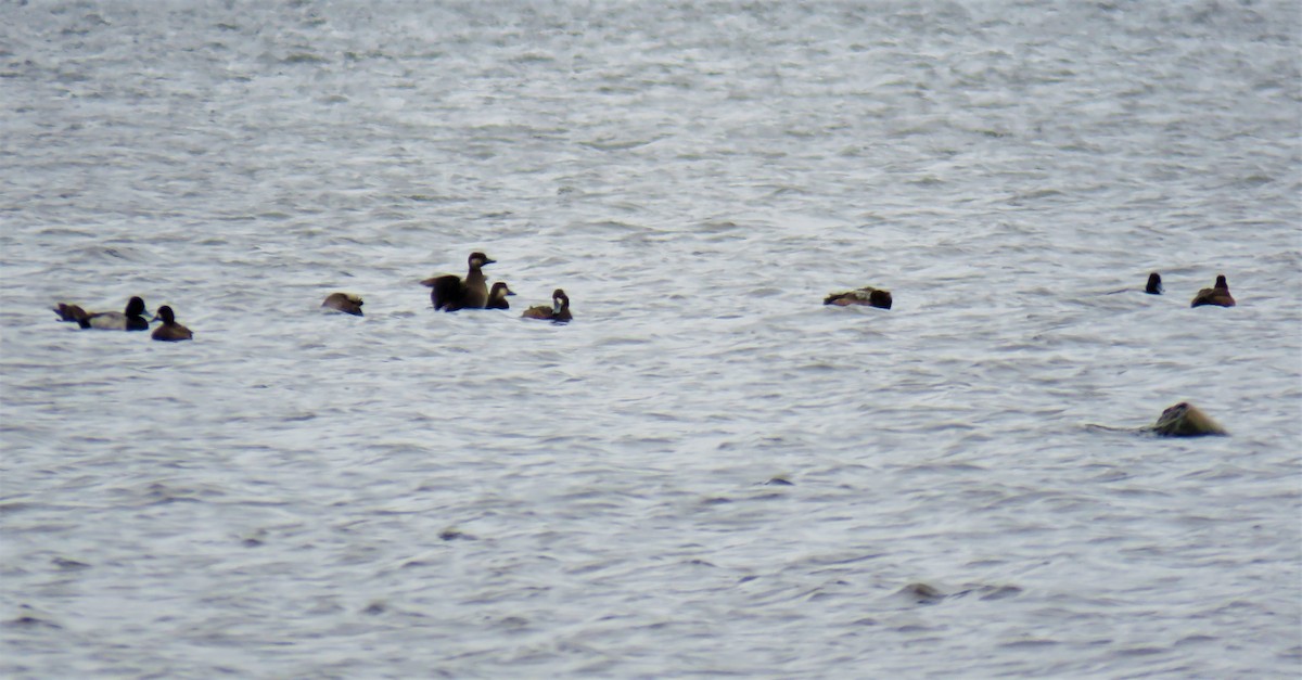 Black Scoter - ML381702171