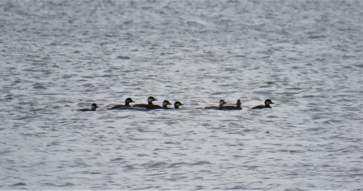 Black Scoter - ML381702661
