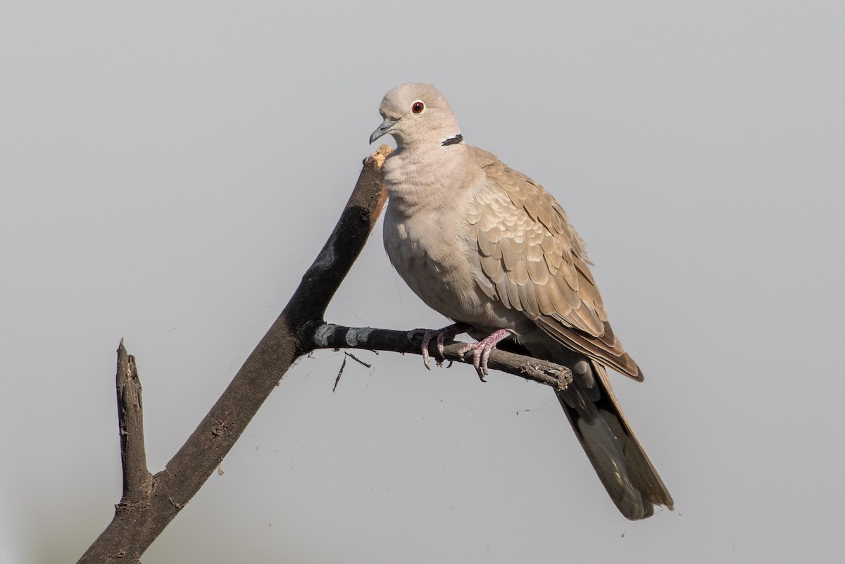 Eurasian Collared-Dove - Louis Bevier