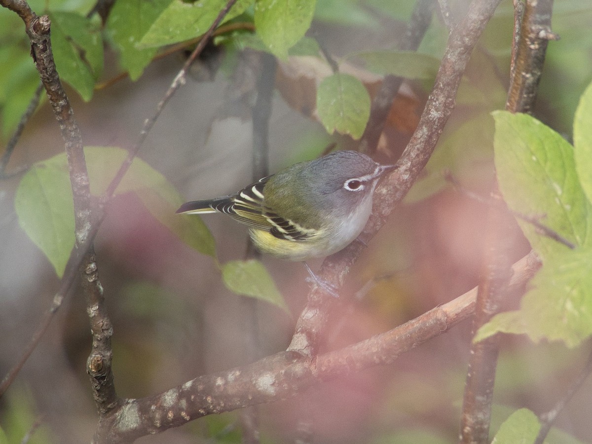 Blue-headed Vireo - ML381705331