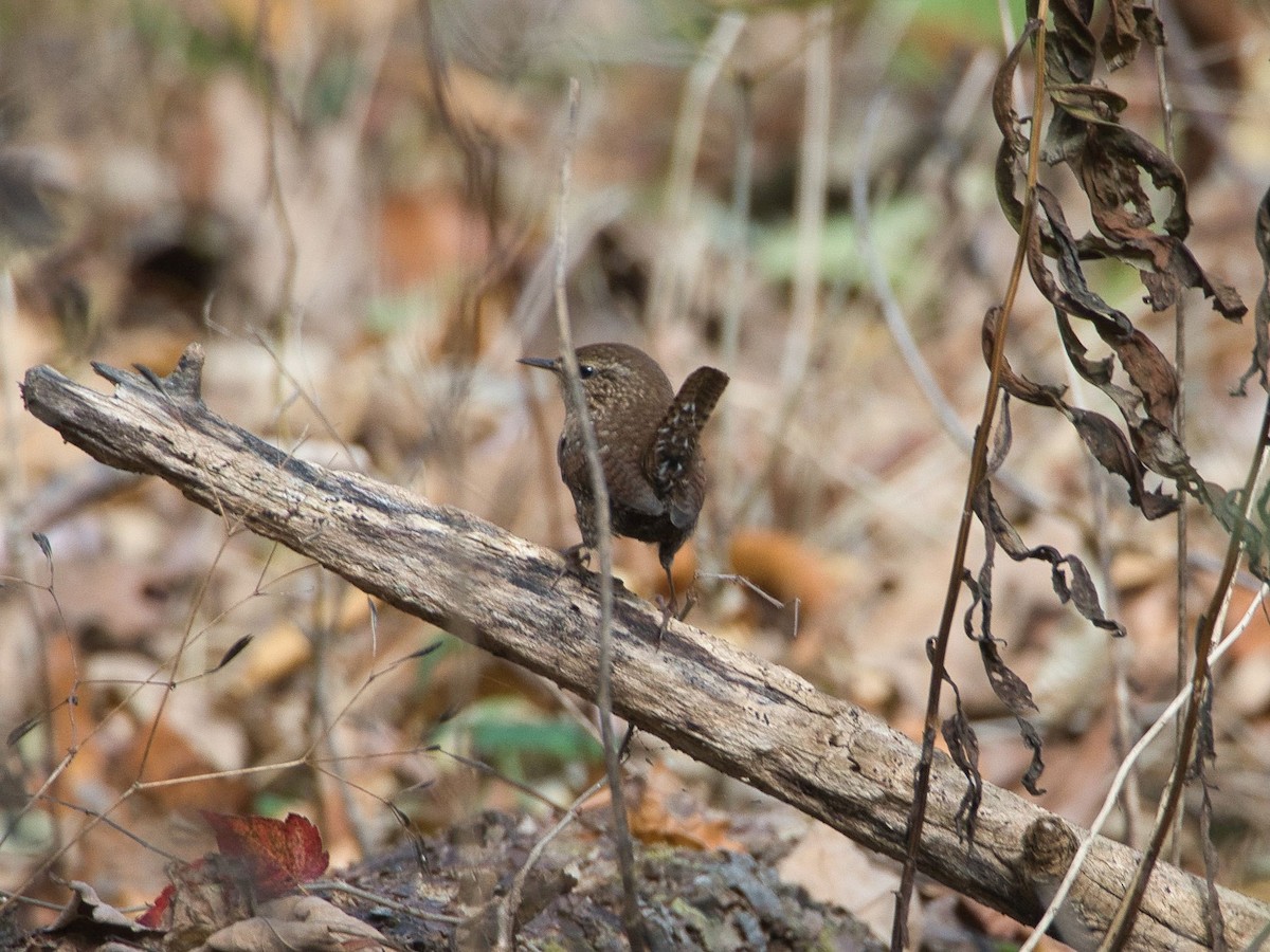 Troglodyte des forêts - ML381705361