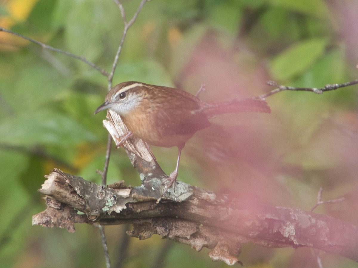 Carolina Wren - ML381705521