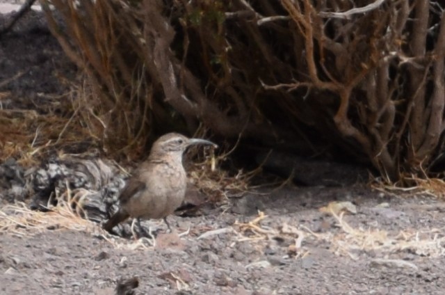 Scale-throated Earthcreeper - ML38170581