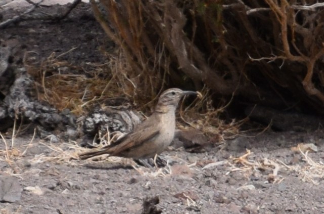 Scale-throated Earthcreeper - ML38170591