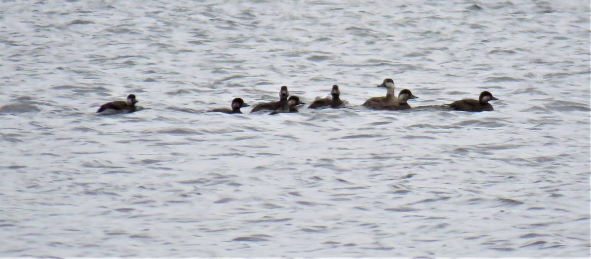 Black Scoter - ML381706711