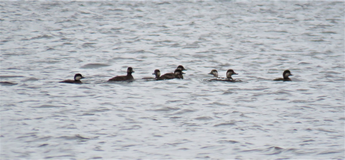 Black Scoter - ML381706721