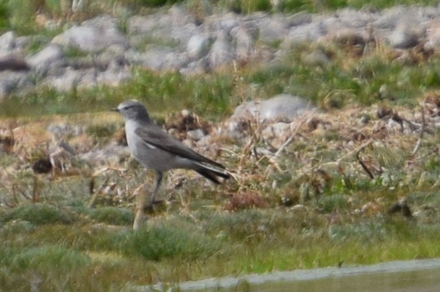 Ochre-naped Ground-Tyrant - Gabriele Vallejos