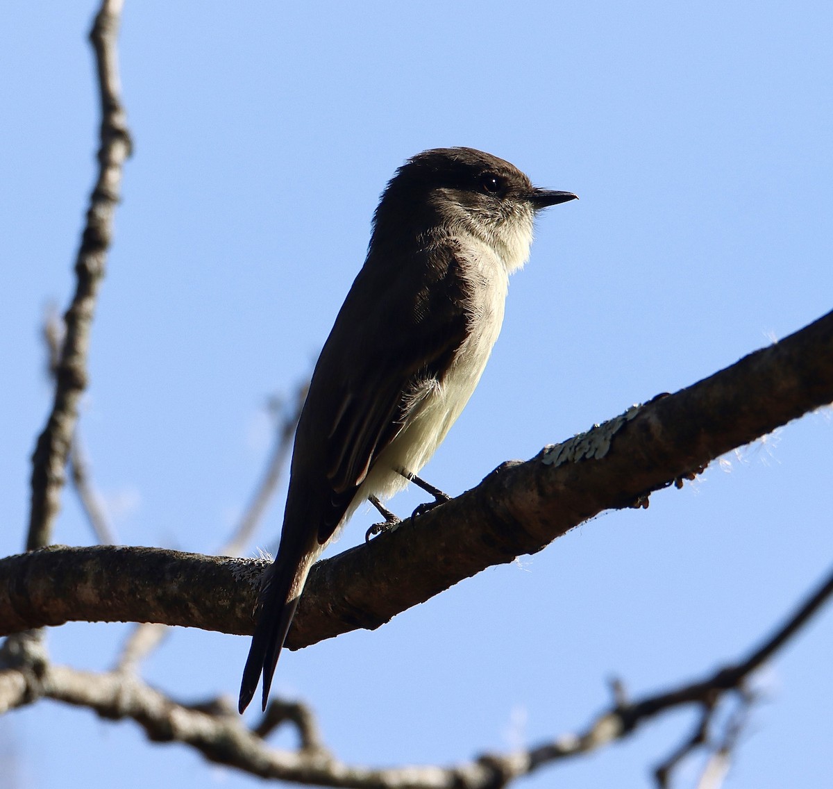 Eastern Phoebe - Francis Porter