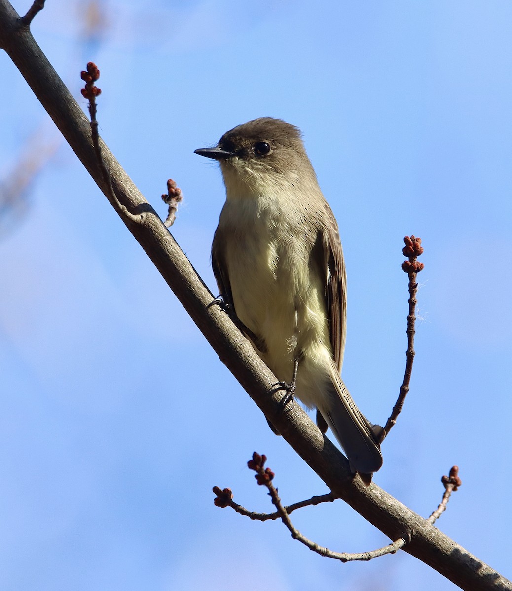 Eastern Phoebe - Francis Porter