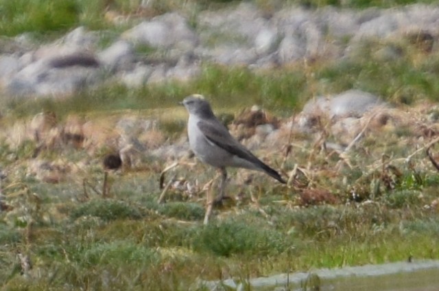 Ochre-naped Ground-Tyrant - ML38170831