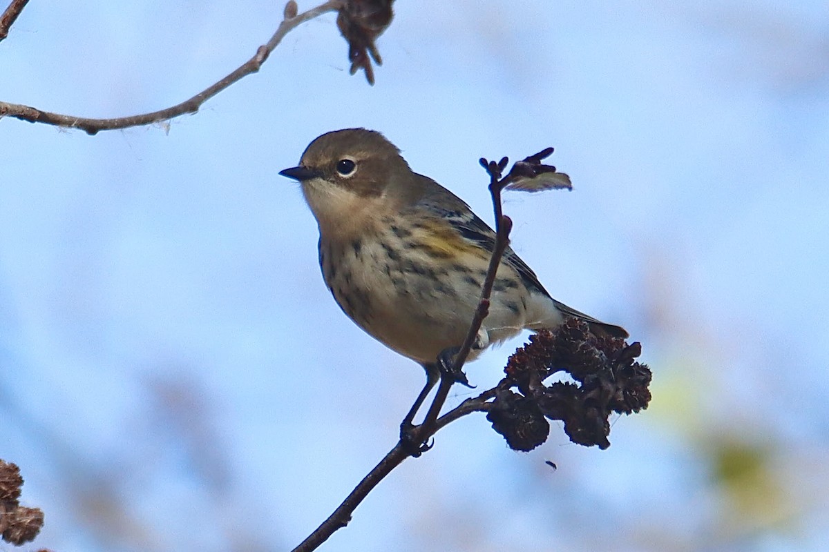 Yellow-rumped Warbler - Francis Porter