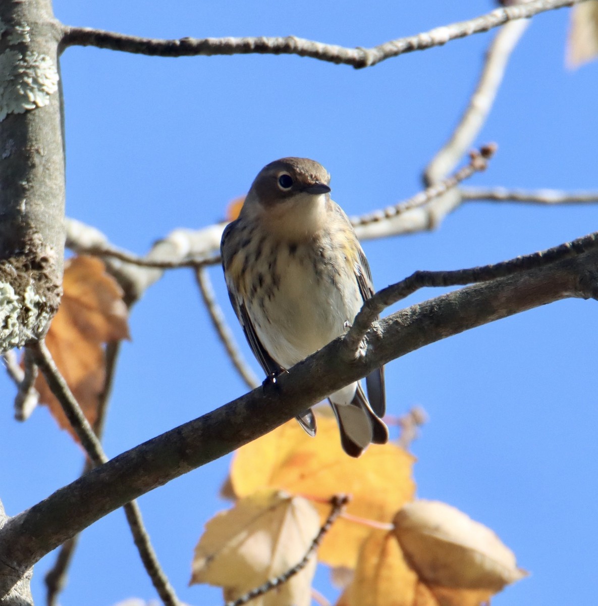 Yellow-rumped Warbler - ML381708401