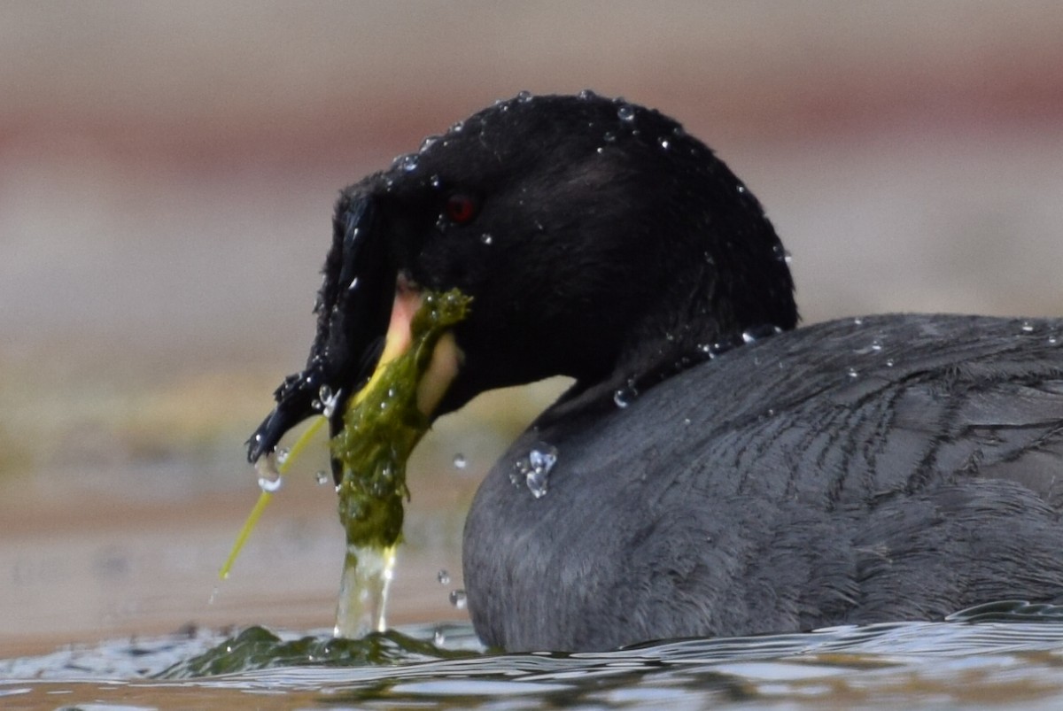 Horned Coot - Gabriele Vallejos