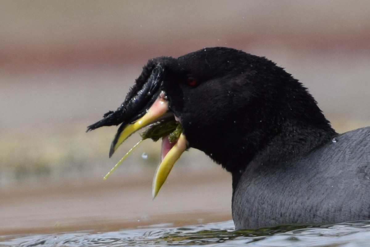 Horned Coot - ML38171041