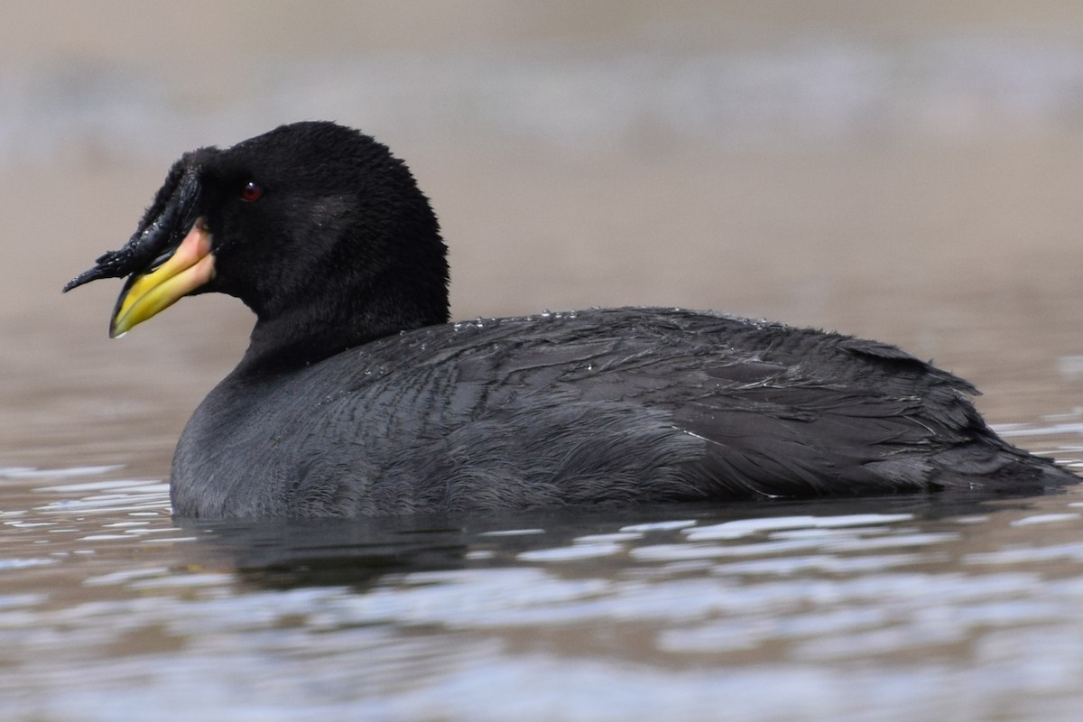 Horned Coot - Gabriele Vallejos