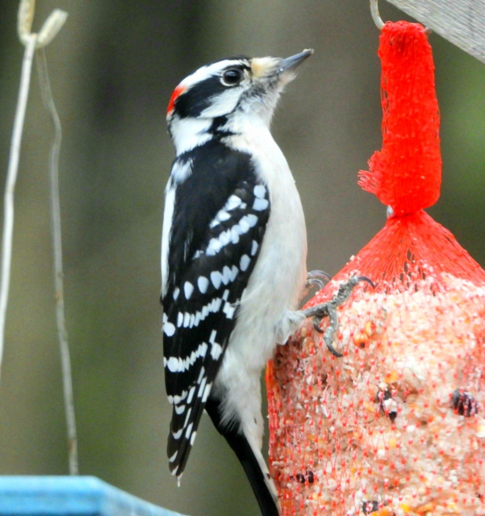 Downy Woodpecker - ML381710531