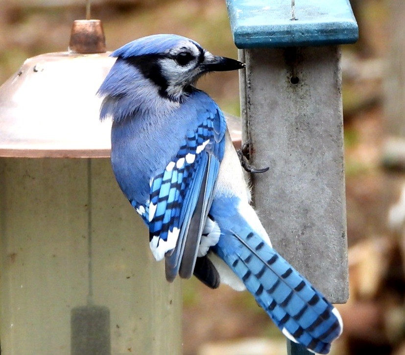 Blue Jay - ML381710591