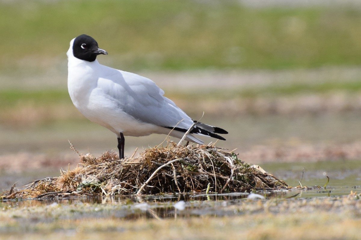 Andean Gull - ML38171151