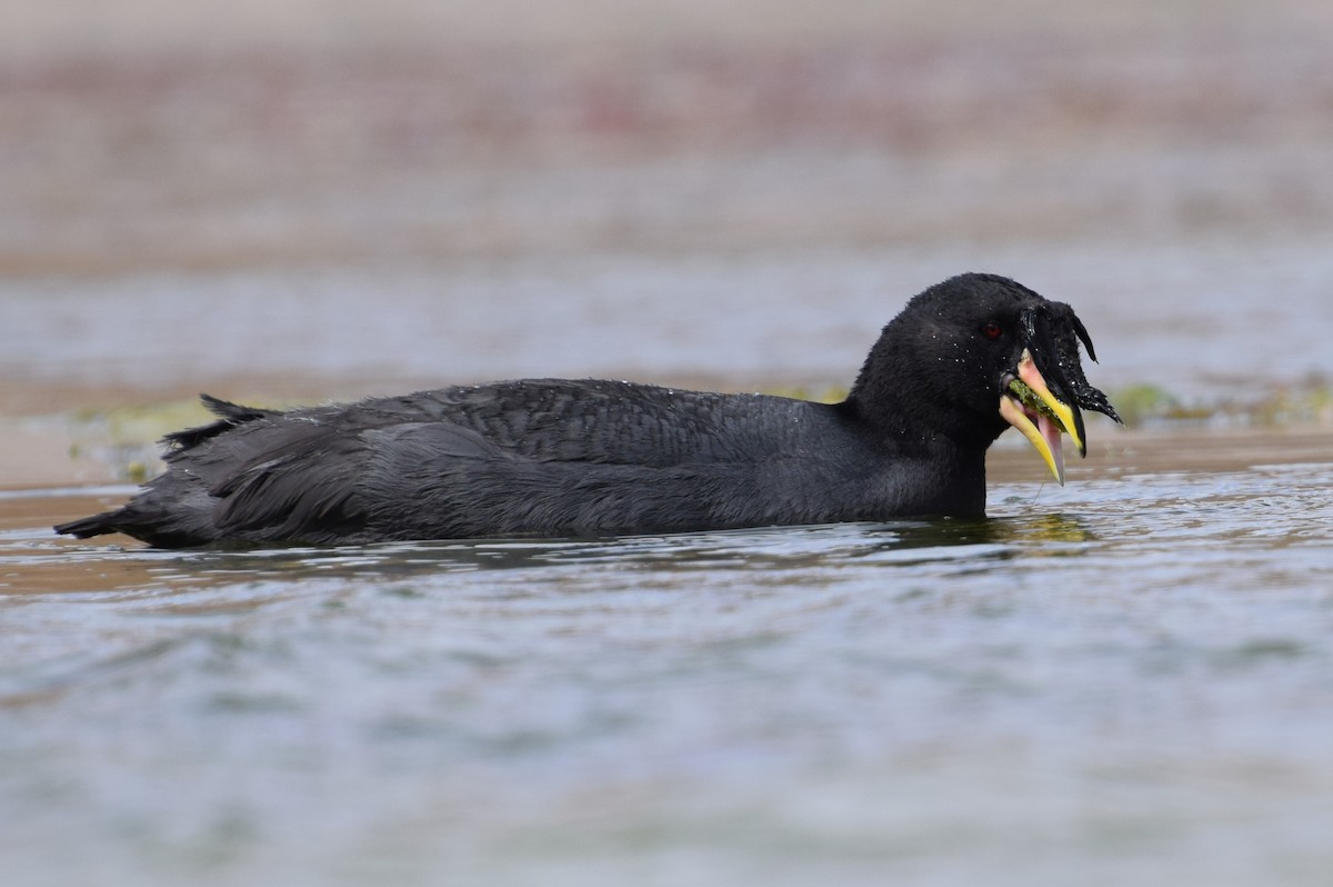 Horned Coot - ML38171321