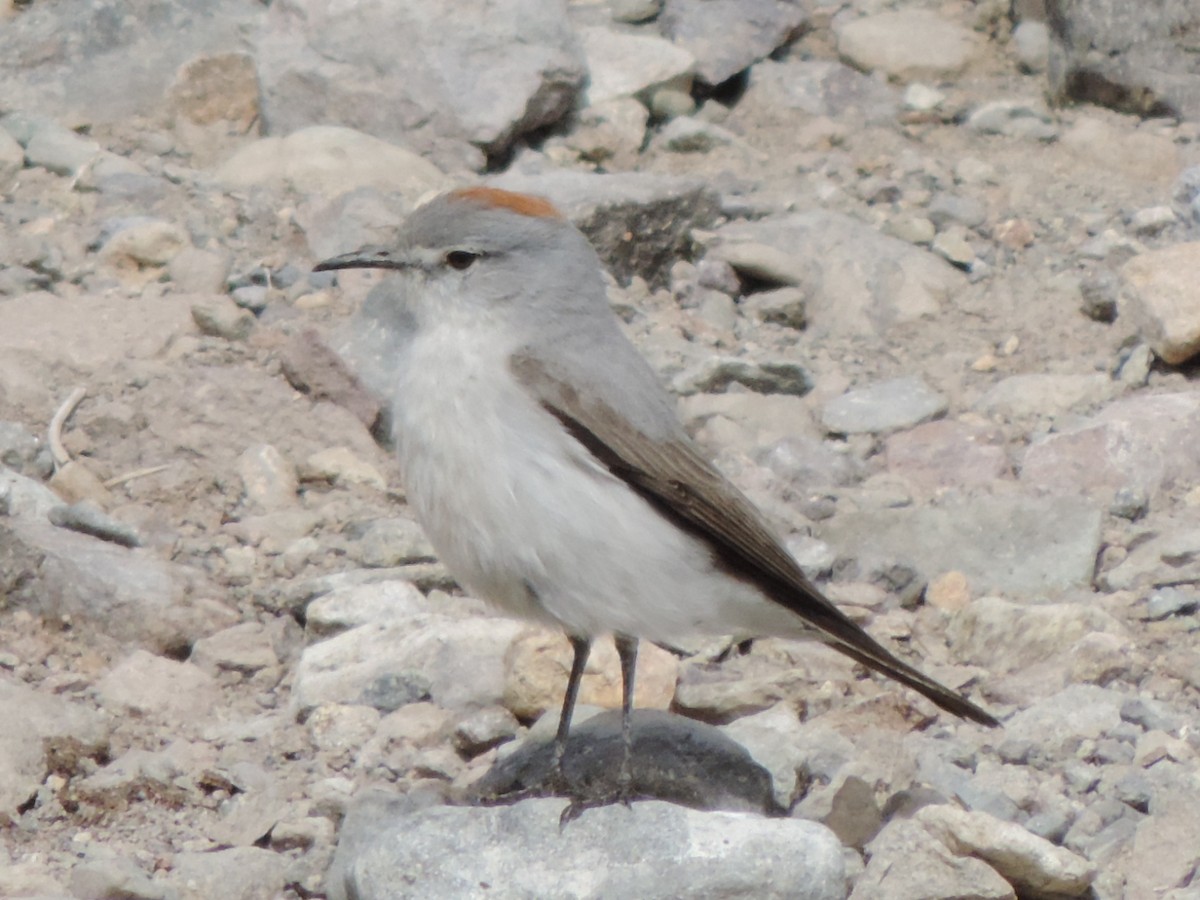 Rufous-naped Ground-Tyrant - Gabriele Vallejos