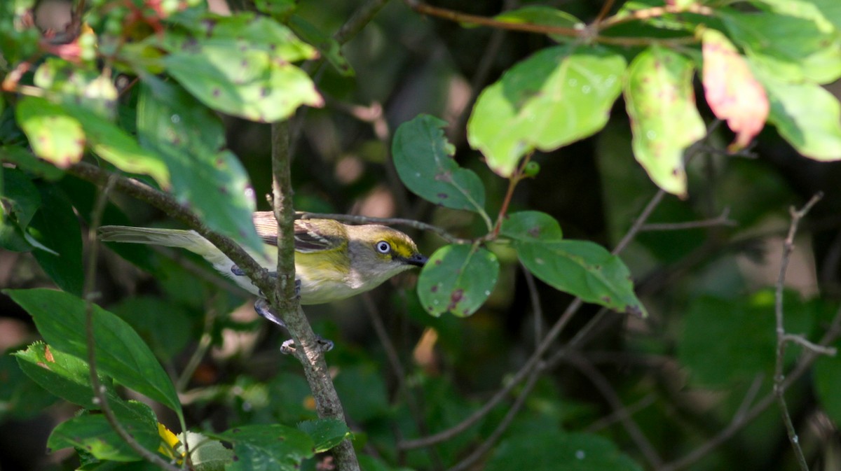 White-eyed Vireo - Jay McGowan